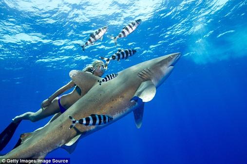 Из-за потепления 11 видов акул покидают тропики и атакуют курорты Европы Среди них — белые и молотоголовые акулы!