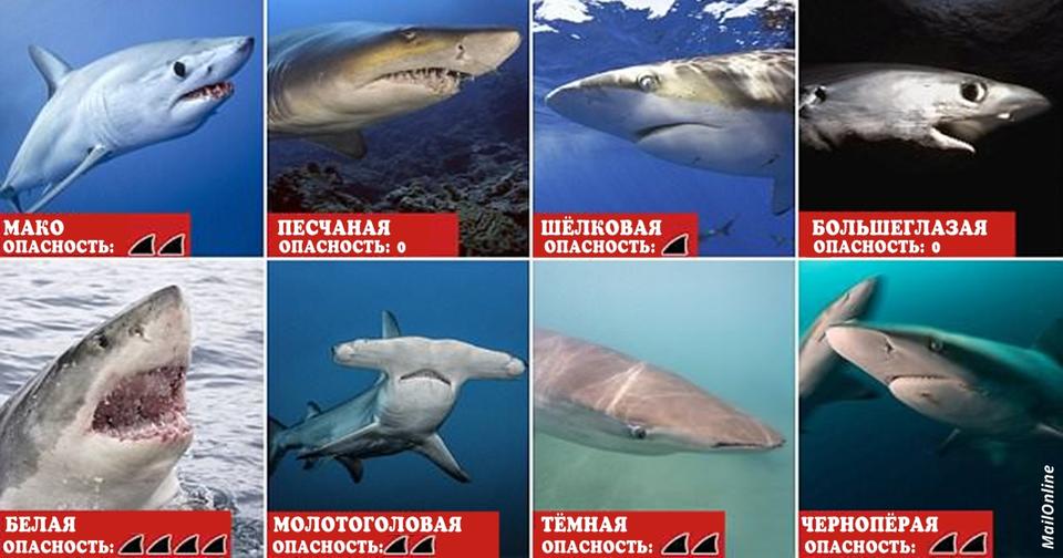 Из за потепления 11 видов акул покидают тропики и атакуют курорты Европы Среди них — белые и молотоголовые акулы!