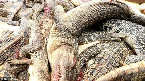 В Индонезии разъярённая толпа убила 300 крокодилов из-за желания мстить. Вот как все было И кто из них звери?