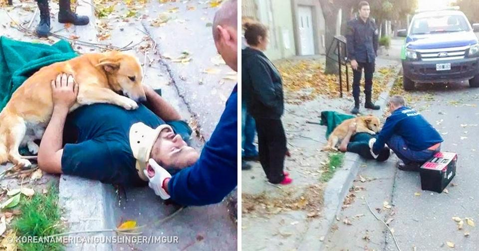 25 душераздирающих фото собак, которые покажут, что такое любовь на самом деле Душещипательно!