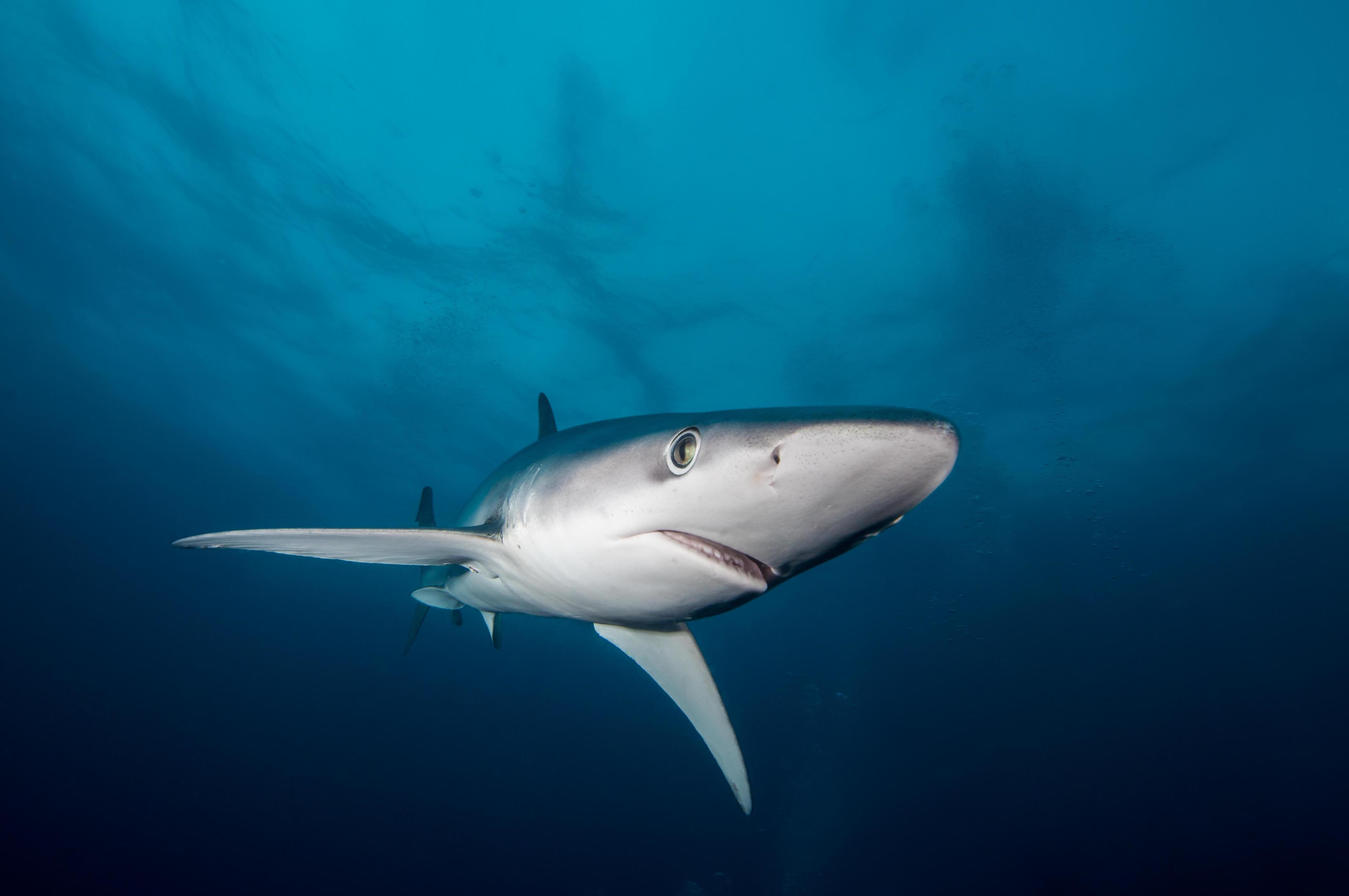Из-за потепления 11 видов акул покидают тропики и атакуют курорты Европы Среди них — белые и молотоголовые акулы!