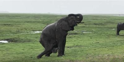 Вы когда-нибудь видели, как рождаются слоны? Вот видео Туристы сняли что-то невероятное.
