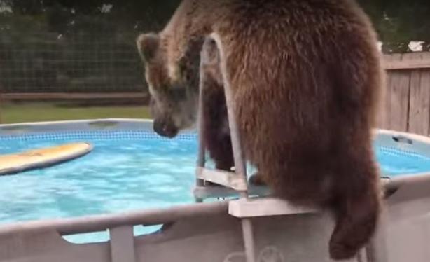 Медведь пришел ко мне домой, нырнул в бассейн, а потом даже улыбнулся на камеру Видео. которое я буду показывать внукам.
