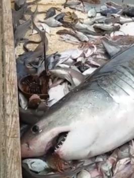 Рыбак поймал акулу-людоеда - и нашел способ выпустить ее обратно в воду! Герой!