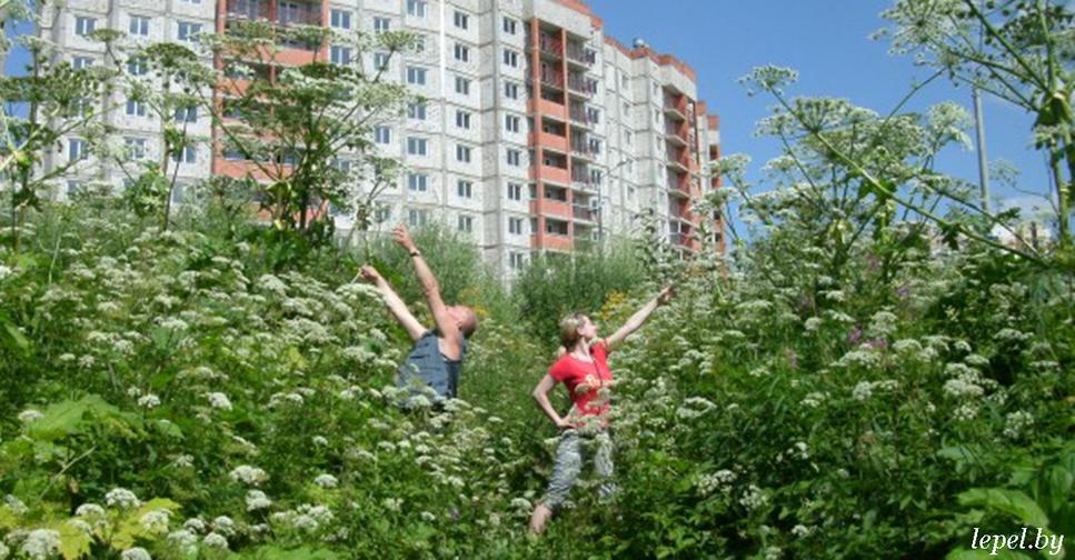 В СНГ   эпидемия борщевика. Вы должны его уничтожить, потому что это растение   монстр! Где то уже даже штрафы дают.