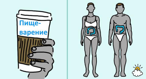 Вот что могут сделать с вашим телом 3 чашки кофе в день 10 важных последствий.