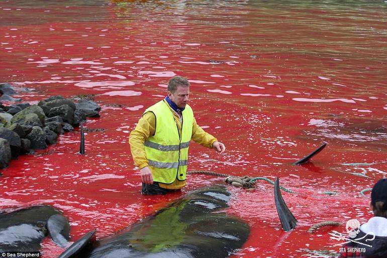 Каждый год датчане убивают тысячи китов и дельфинов. Потому что традиция... Осторожно: море крови!