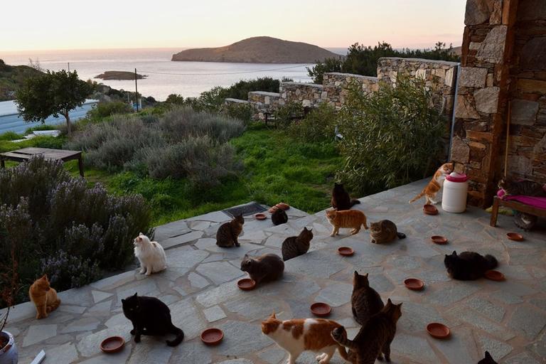 Греции нужен работник, чтобы ухаживать за 55 кошками на острове. Старт - с ноября Вот условия работы.