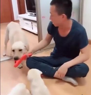 Вот как собака-мать защищает своих щенков от наказания со стороны хозяина Некоторым бы поучиться.