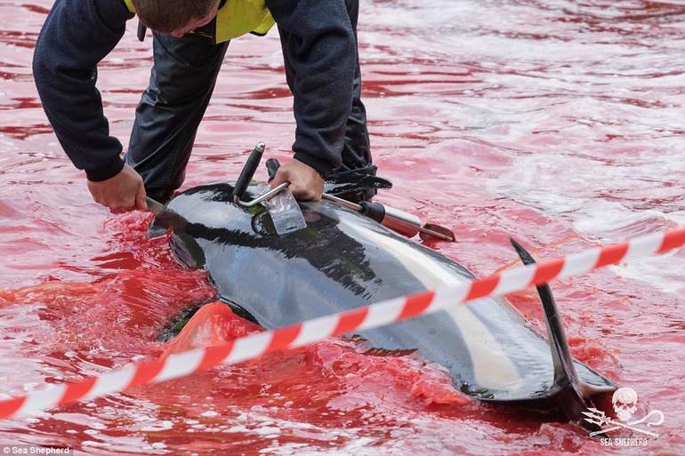 Каждый год датчане убивают тысячи китов и дельфинов. Потому что традиция... Осторожно: море крови!