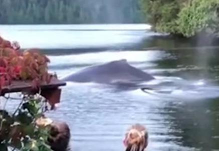 Горбатые киты приплыли к нему домой - и устроили потрясающее шоу! Вы только посмотрите это видео...
