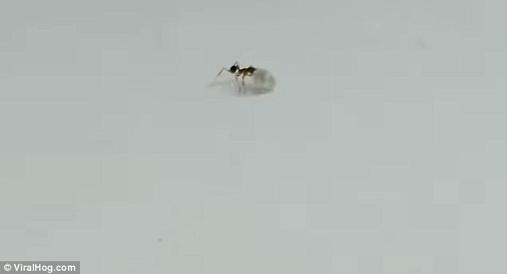 На видео видно, как муравей пытался украсть бриллиант прямо из магазина! Это как вообще?