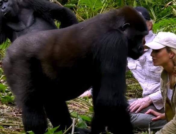 Он познакомил жену с гориллами в джунглях. Их реакцию надо видеть! В мире животных.