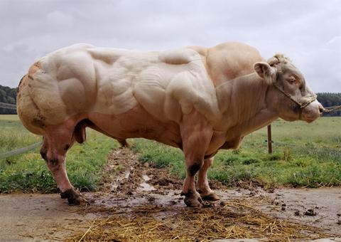 Вот как выглядят породы быков, с которых людям надо все больше и больше мяса ″Качки″, которые даже ходить не могут.