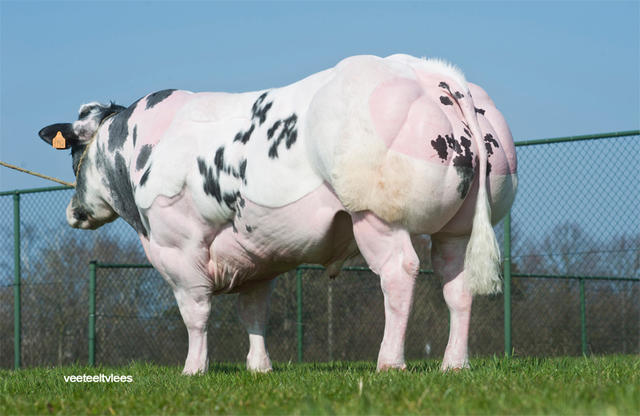 Вот как выглядят породы быков, с которых людям надо все больше и больше мяса ″Качки″, которые даже ходить не могут.