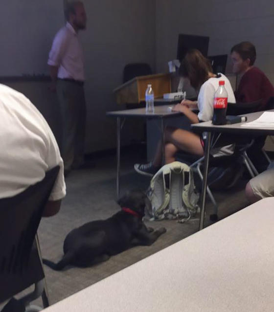 Она попросила профессора взять на пары собаку. И вот что он ей ответил Ответ просто супер!
