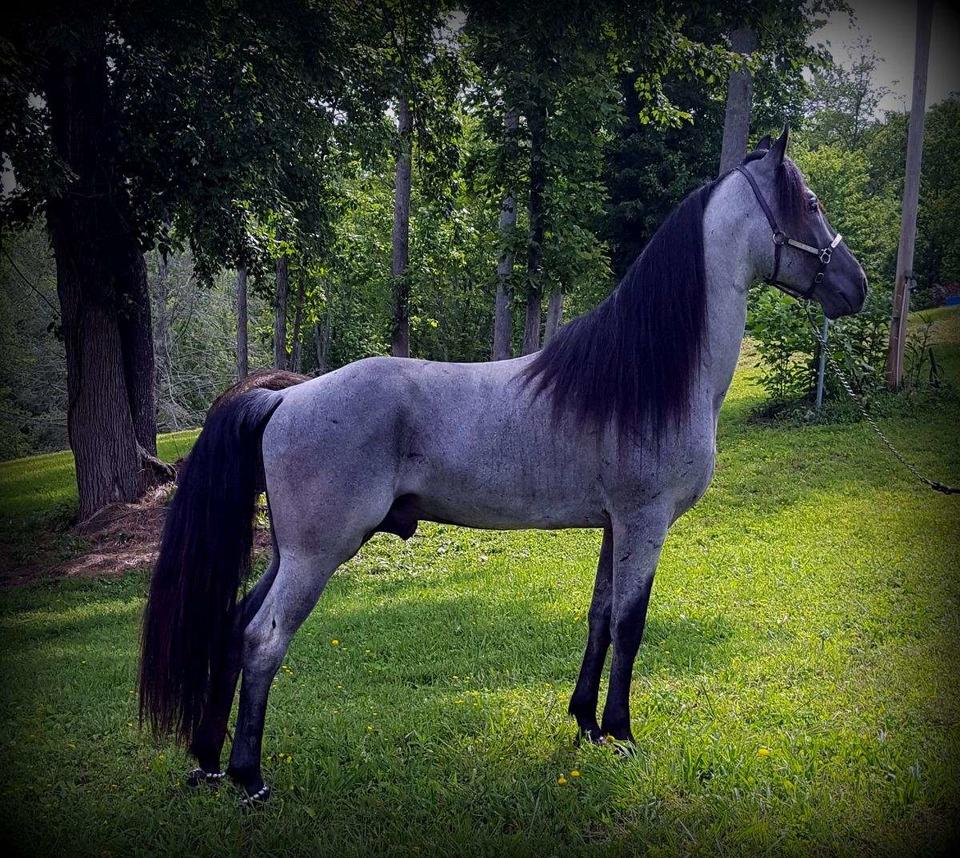 23 раза, когда кто-то увидел лошадь - и не поверил, что такая красота существует Природное совершенство.