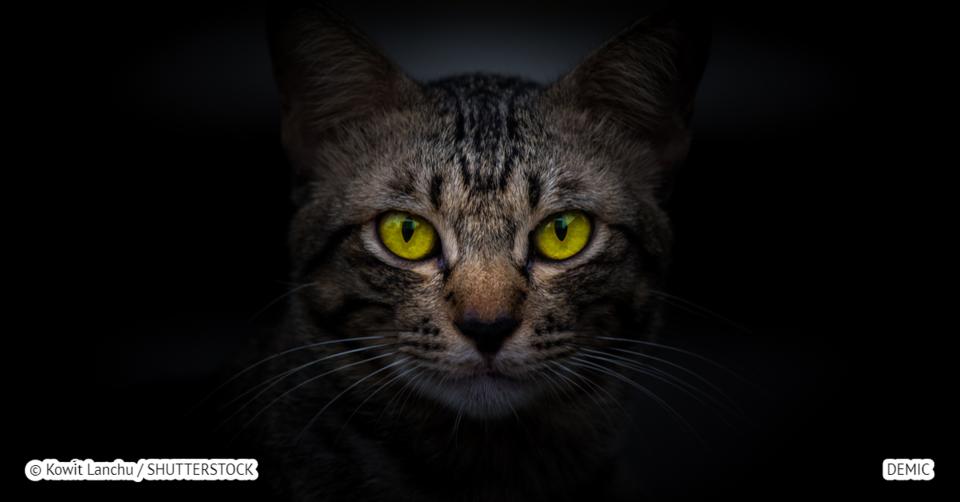 Коты реально защищают дом от злых духов и негативной энергии! Вот почему Вот в чем секретная сила котов.