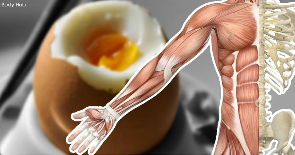 13 чудесных вещей, которые произойдут с вашим телом, если вы каждый день будете есть яйца Ешьте на здоровье!