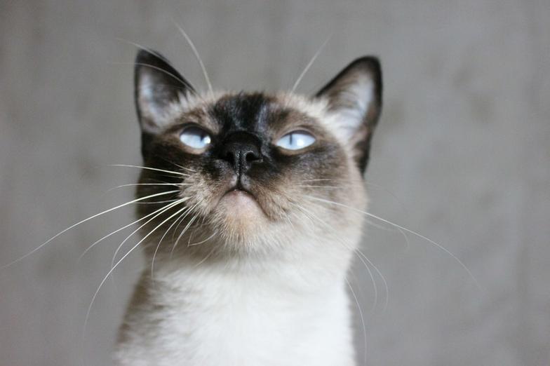 Коты реально защищают дом от злых духов и негативной энергии! Вот почему Вот в чем секретная сила котов.