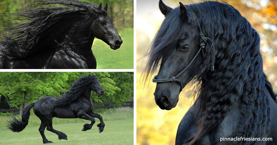 23 раза, когда кто то увидел лошадь   и не поверил, что такая красота существует Природное совершенство.