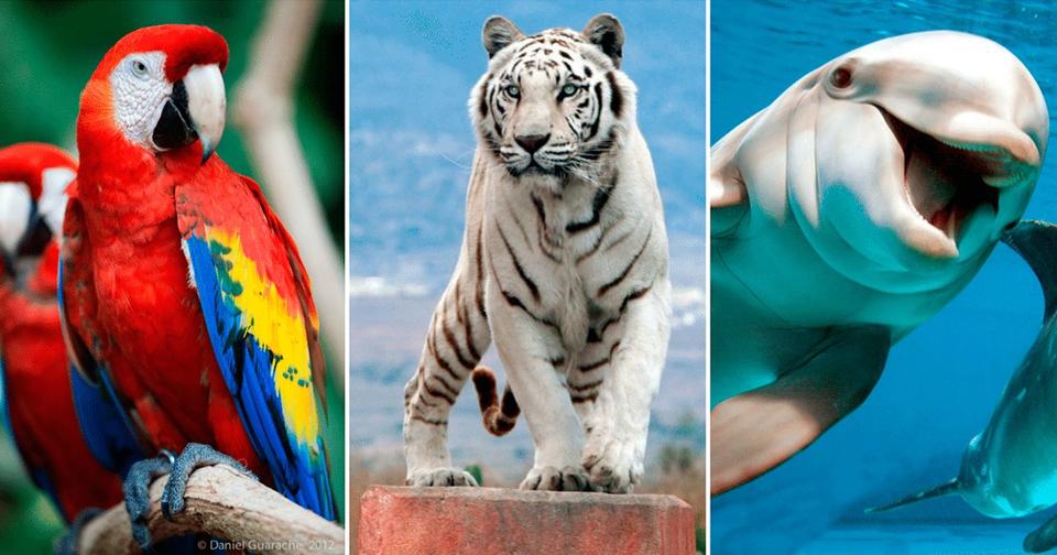 10 самых красивых животных на планете - некоторые скоро из них исчезнут Согласны со списком?