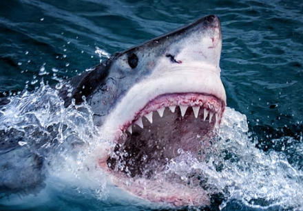 Огромная акула атаковала клетку для дайвинга с туристами внутри. Они это сняли на видео! Но кто тут жертва - люди или акулы?