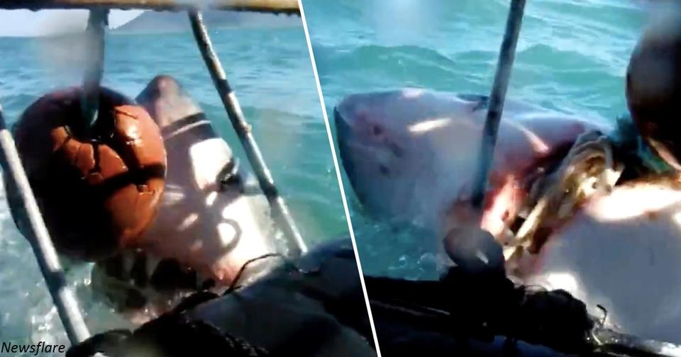 Огромная акула атаковала клетку для дайвинга с туристами внутри. Они это сняли на видео! Но кто тут жертва   люди или акулы?