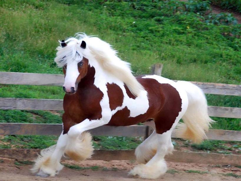 23 раза, когда кто-то увидел лошадь - и не поверил, что такая красота существует Природное совершенство.