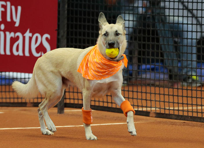 Собак из приюта научили носить мячики на теннисном турнире - и эта идея захватывает мир! Их теперь любят больше, чем теннисистов!