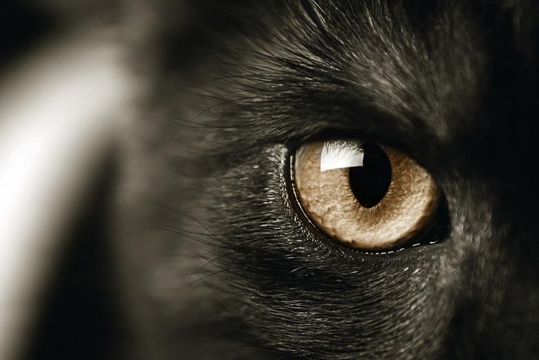Коты реально защищают дом от злых духов и негативной энергии! Вот почему Вот в чем секретная сила котов.