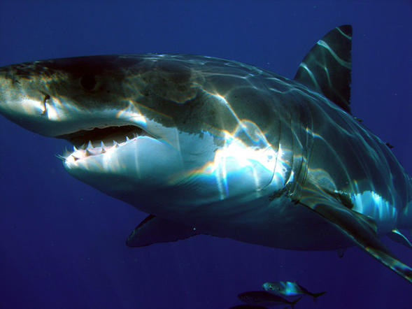 Огромная акула атаковала клетку для дайвинга с туристами внутри. Они это сняли на видео! Но кто тут жертва - люди или акулы?