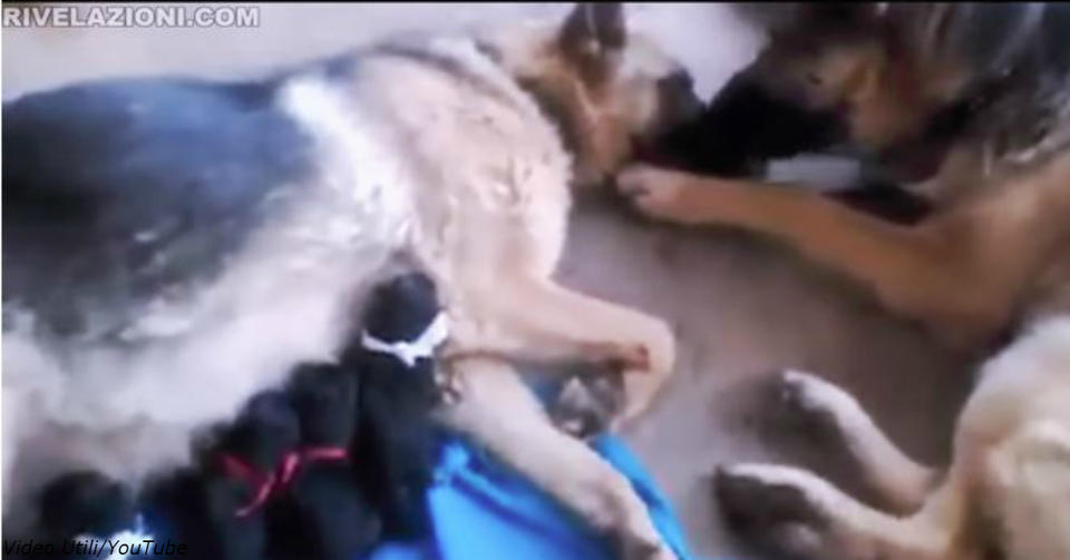Видео, как пес жалеет свою подругу после долгих родов, растрогало пользователей сети ″Собачье счастье в доме том…″.