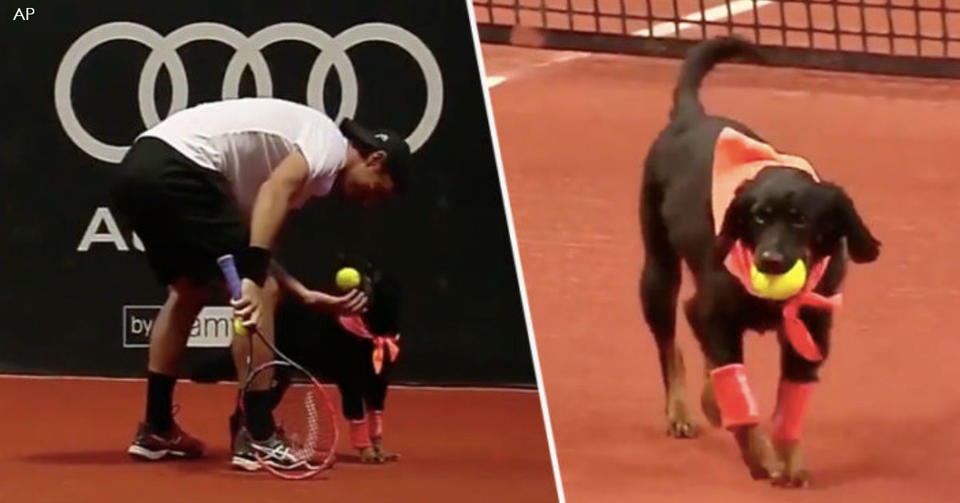 Собак из приюта научили носить мячики на теннисном турнире   и эта идея захватывает мир! Их теперь любят больше, чем теннисистов!