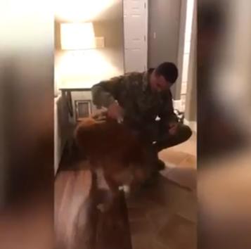 Реакция этой собаки на возвращение хозяина из армии растопила сердца миллионов! Как же она счастлива!