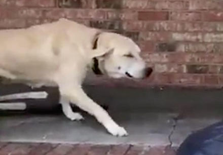 Испуганная собака счастлива увидеть спасателей: хозяева бросили ее во время урагана Трогательная история.