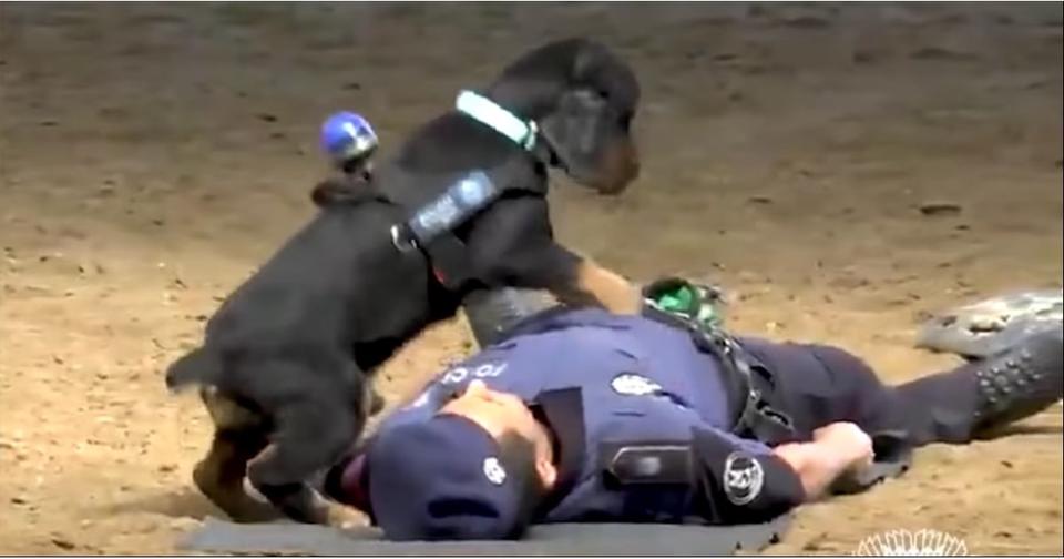 Собака делает искусственное дыхание ″погибшему″ офицеру. Вот видео Давай, Пончо! У тебя все получится!