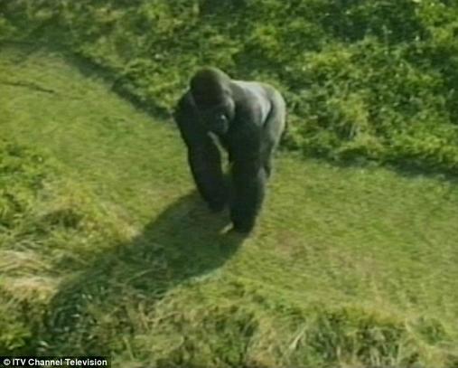 30 лет назад я упал в вольер к горилле. И вот как эта история изменила меня и мою жизнь Воспоминания ″Тарзана″.