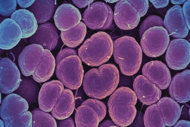 5 самых страшных новых бактерий-мутантов, устойчивых к антибиотикам И это только за последние 5 лет!
