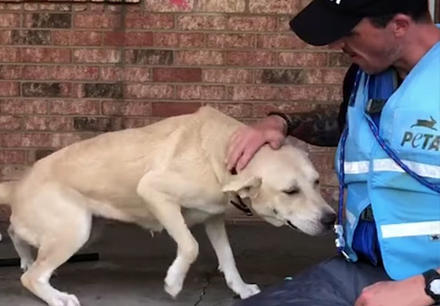 Испуганная собака счастлива увидеть спасателей: хозяева бросили ее во время урагана Трогательная история.
