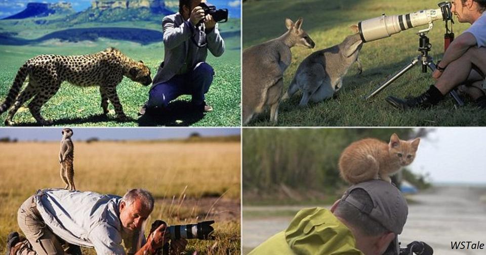 11 случаев, когда любопытные дикие животные решили помочь фотографам Вот это действительно запоминающиеся работы!