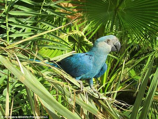 8 видов самых красивых птиц на планете вымерли за последние 10 лет. Вот ужасающая статистика В том числе любимец детей из мультфильма «Рио»!
