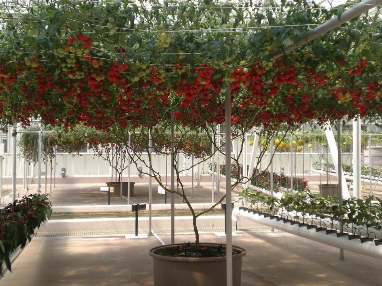 В Израиле вывели ″томатное дерево″. Урожай - огромный! Любители помидор оценят этот райский уголок!