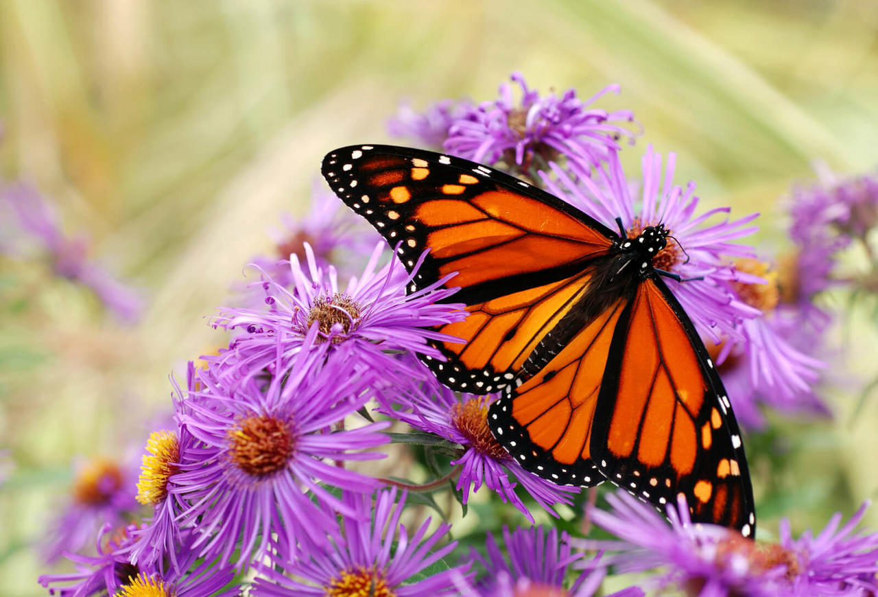 15 самых красивых бабочек на Земле, доказывающих, что Бог – лучший художник Настоящее живое искусство.