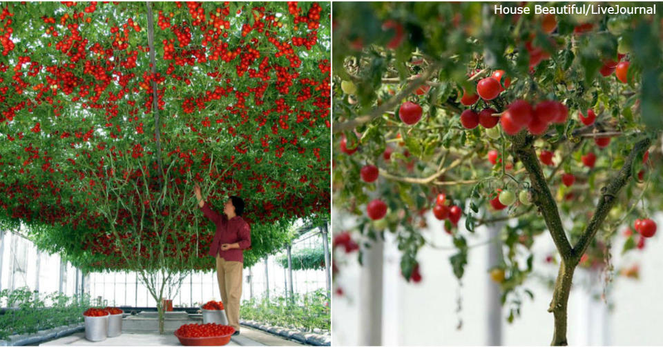 В Израиле вывели ″томатное дерево″. Урожай   огромный! Любители помидор оценят этот райский уголок!