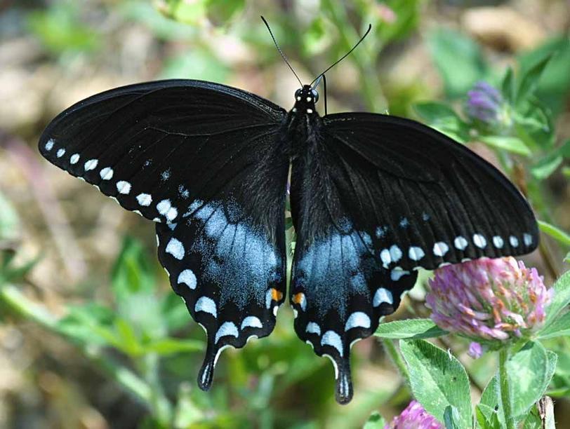 15 самых красивых бабочек на Земле, доказывающих, что Бог – лучший художник Настоящее живое искусство.