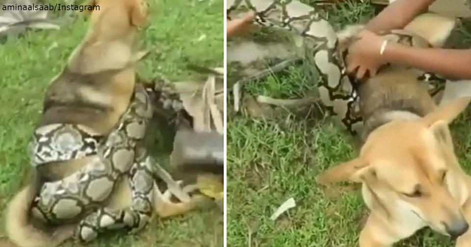 Дети сражаются с огромной змеей простыми палками   и все ради того, чтобы спасти собаку Видео.