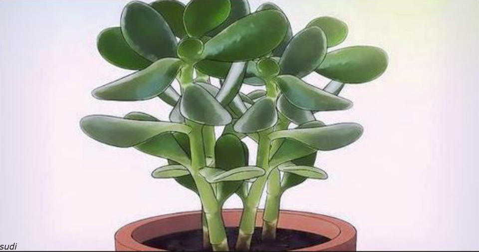 Есть одно уникальное растение, которое работает как магнит для положительной энергии Слышали?