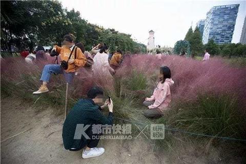 Туристы уничтожили поле розовой травы - так хотели сделать идеальное селфи Что с нами не так?