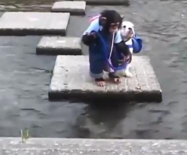 Смотрите, как собака и обезьяна форсируют реку! Это очень смешно Только посмотрите на это.
